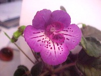 Sinningia 'Glory Be' Sinningia 'Glory Be'